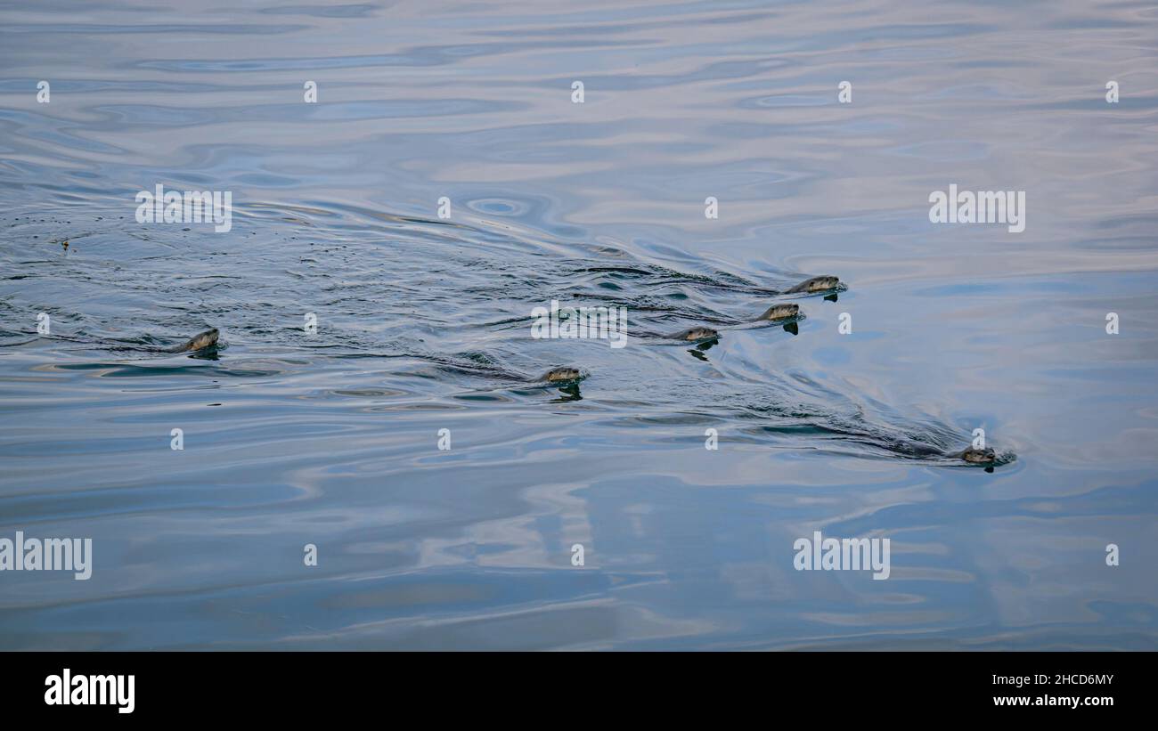 Sea Otters nuotare nell'isola di Vancouver Foto Stock