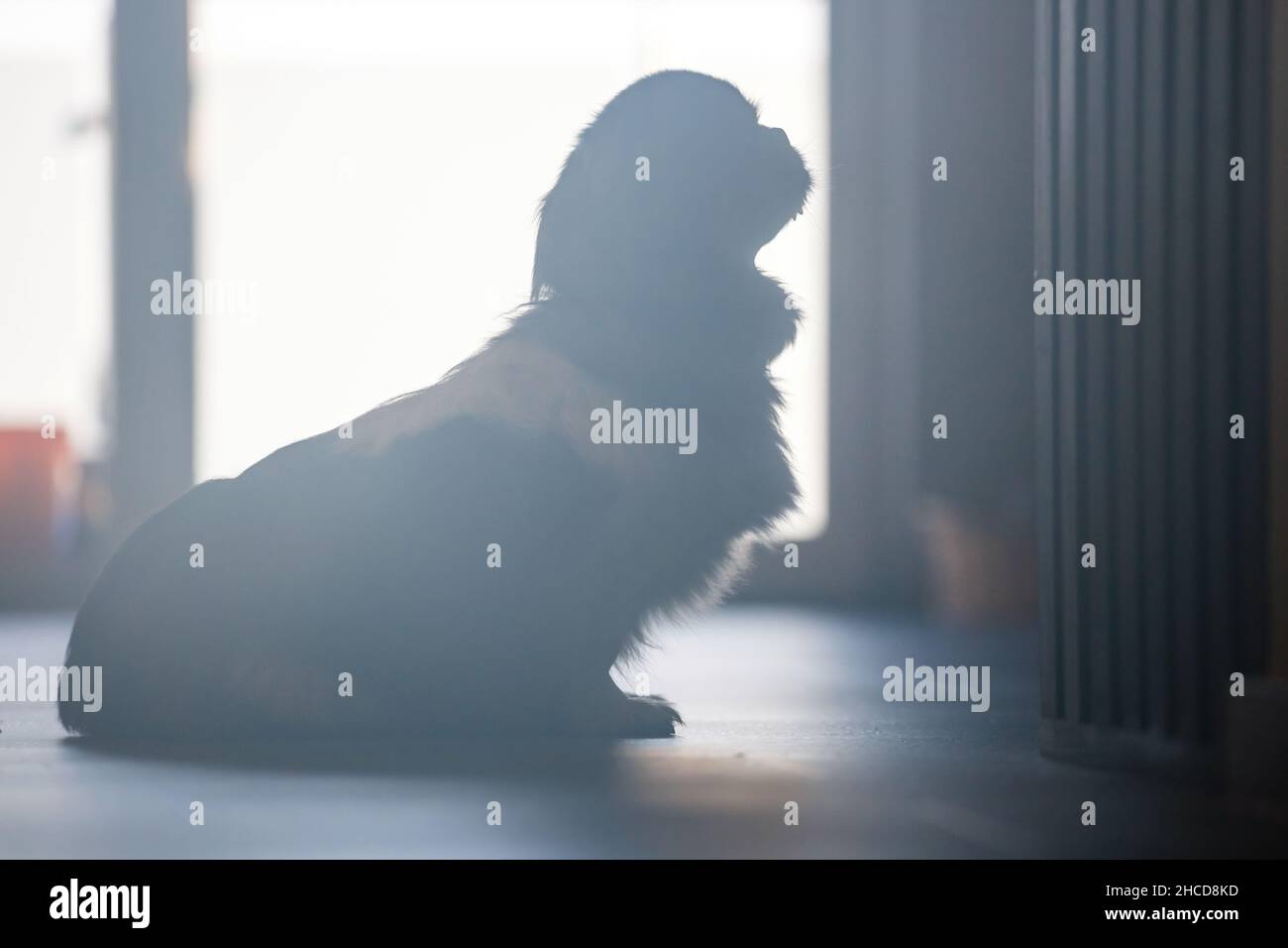 cane pekingese sullo sfondo della finestra Foto Stock