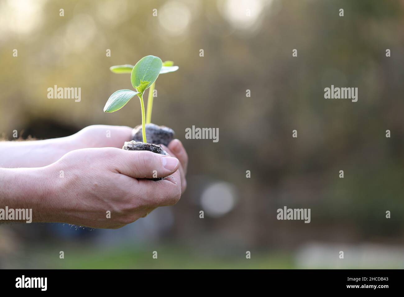 Piantine di primavera. Piantine in mano al sole in un giardino di primavera. Giovani pianta e piantando. Coltivando ortaggi biologici nell'orto. Agricoltura Foto Stock