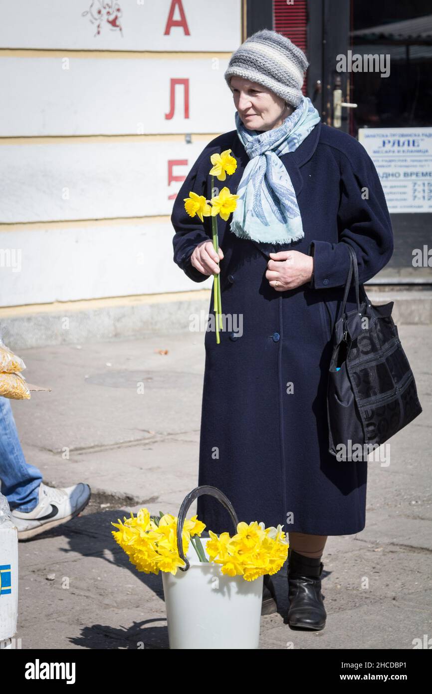 Immagine di una vecchia donna anziana in una strada di Sombor, Serbia, con i naffodils in mano. Narcissus è un genere di piante perenni a fiore primaverile Foto Stock