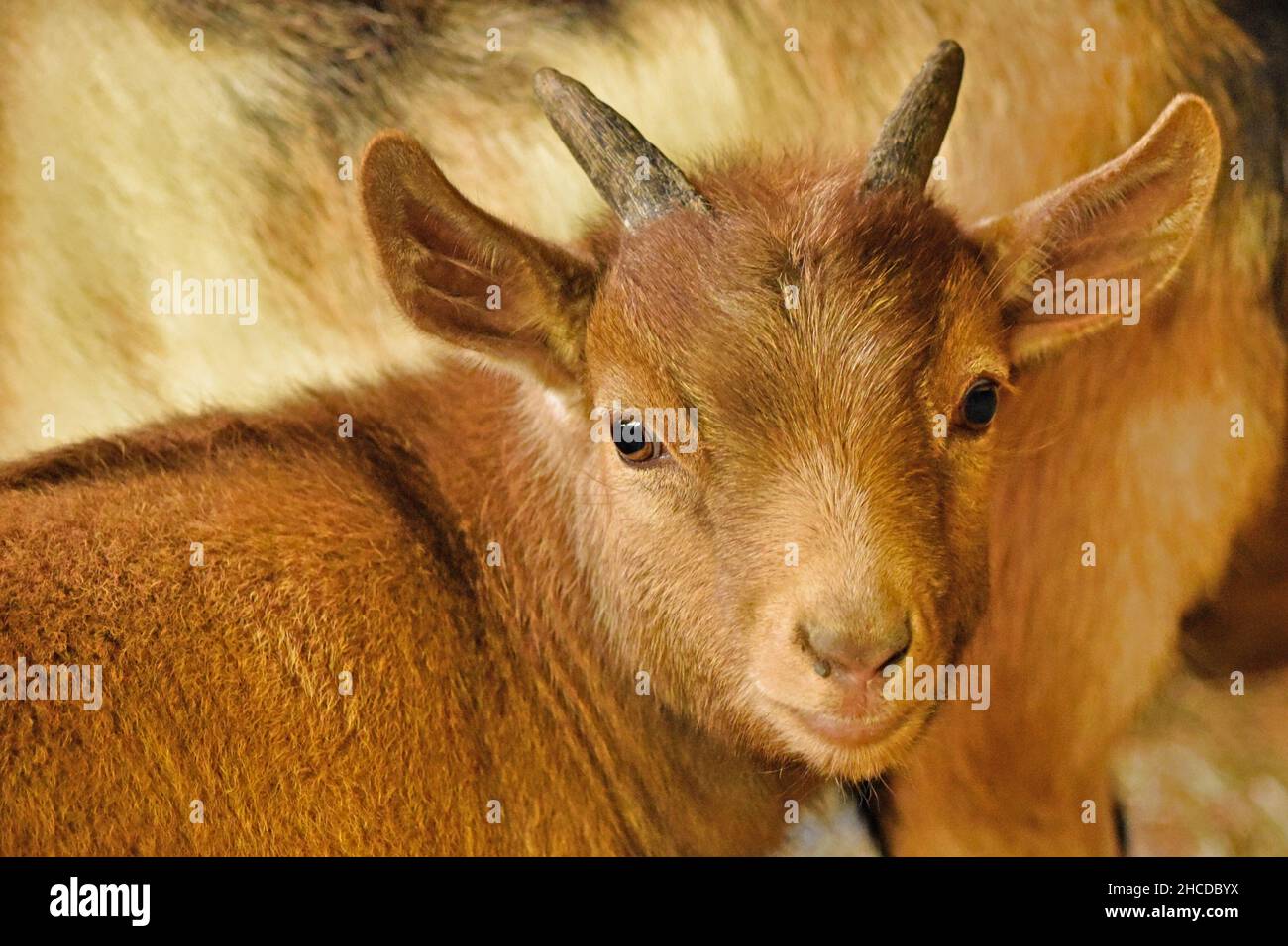 Baby nigeriano nigeriano di Goat watching Foto Stock