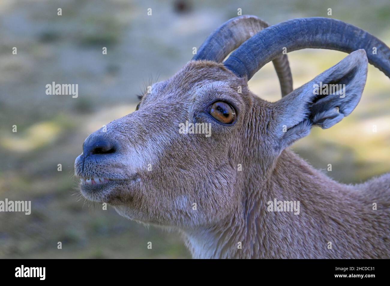 Nubian Ibex faccia primo piano Foto Stock