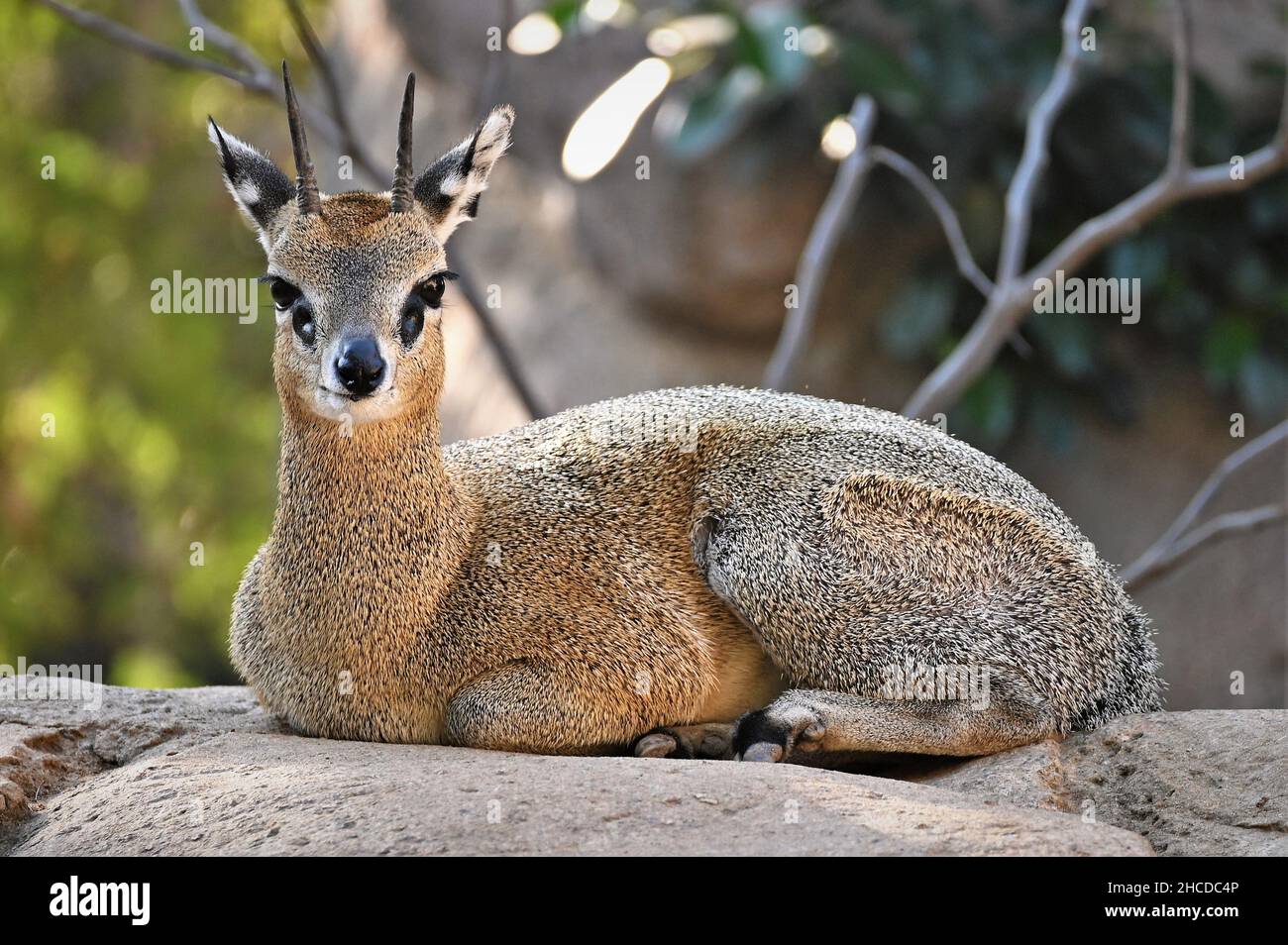 Klipspringer sdraiato e guardando Foto Stock