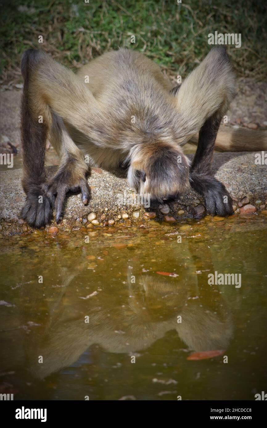 Scimmia ragno nera che guarda Reflection Foto Stock
