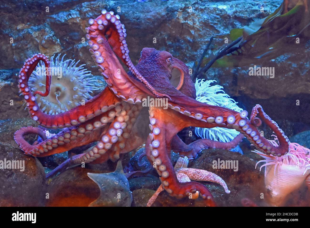 Octopus gigante si allungò per vedere testa e tentacoli Foto Stock