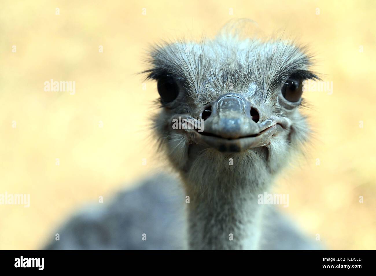 Struzzo faccia in primo piano, sorridente Foto Stock