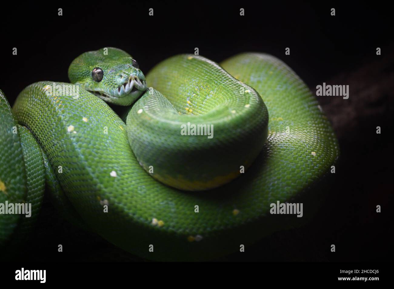 Python verde avvolta su una filiale Foto Stock