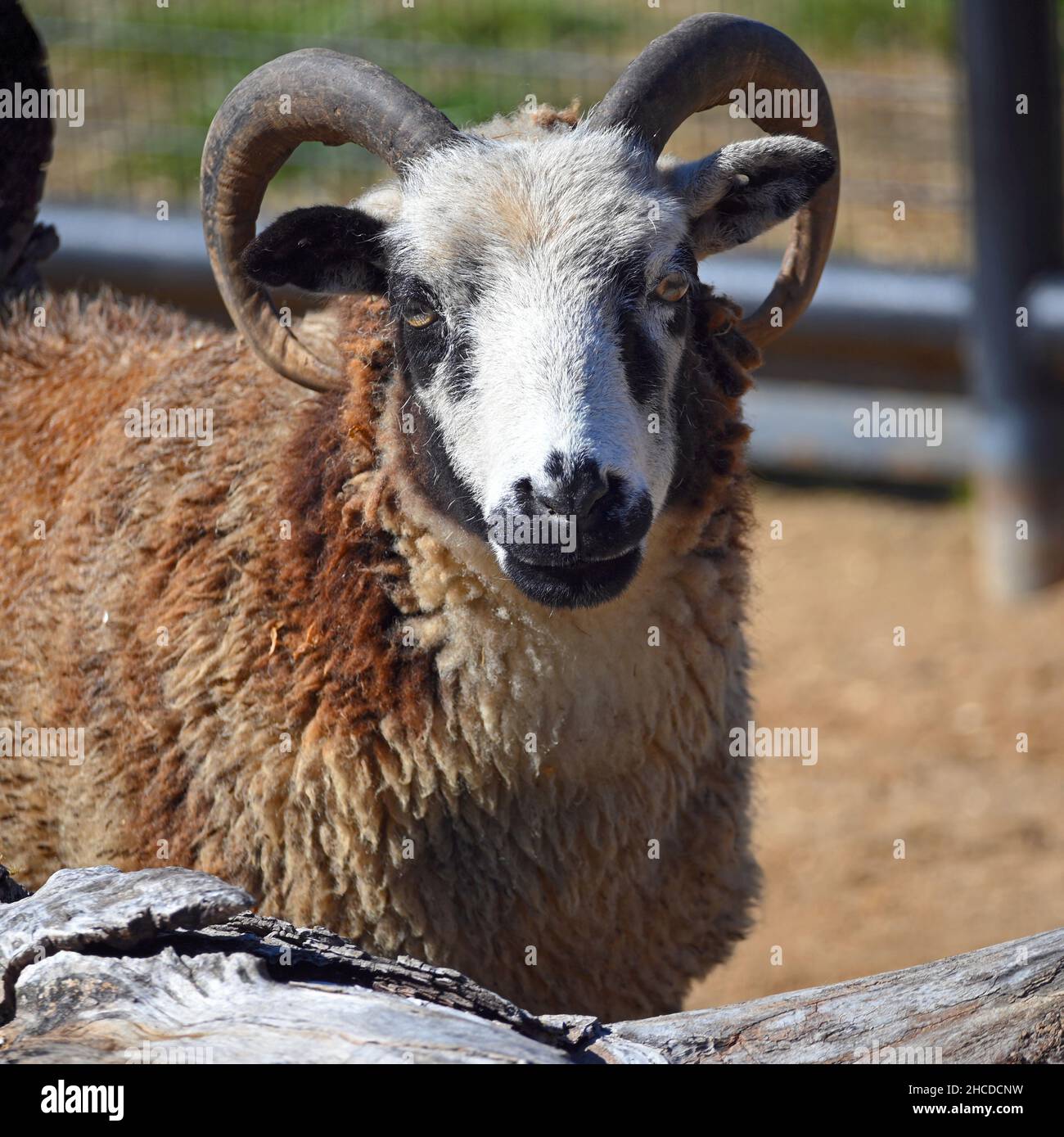Giacobbe pecora faccia Close Up Foto Stock