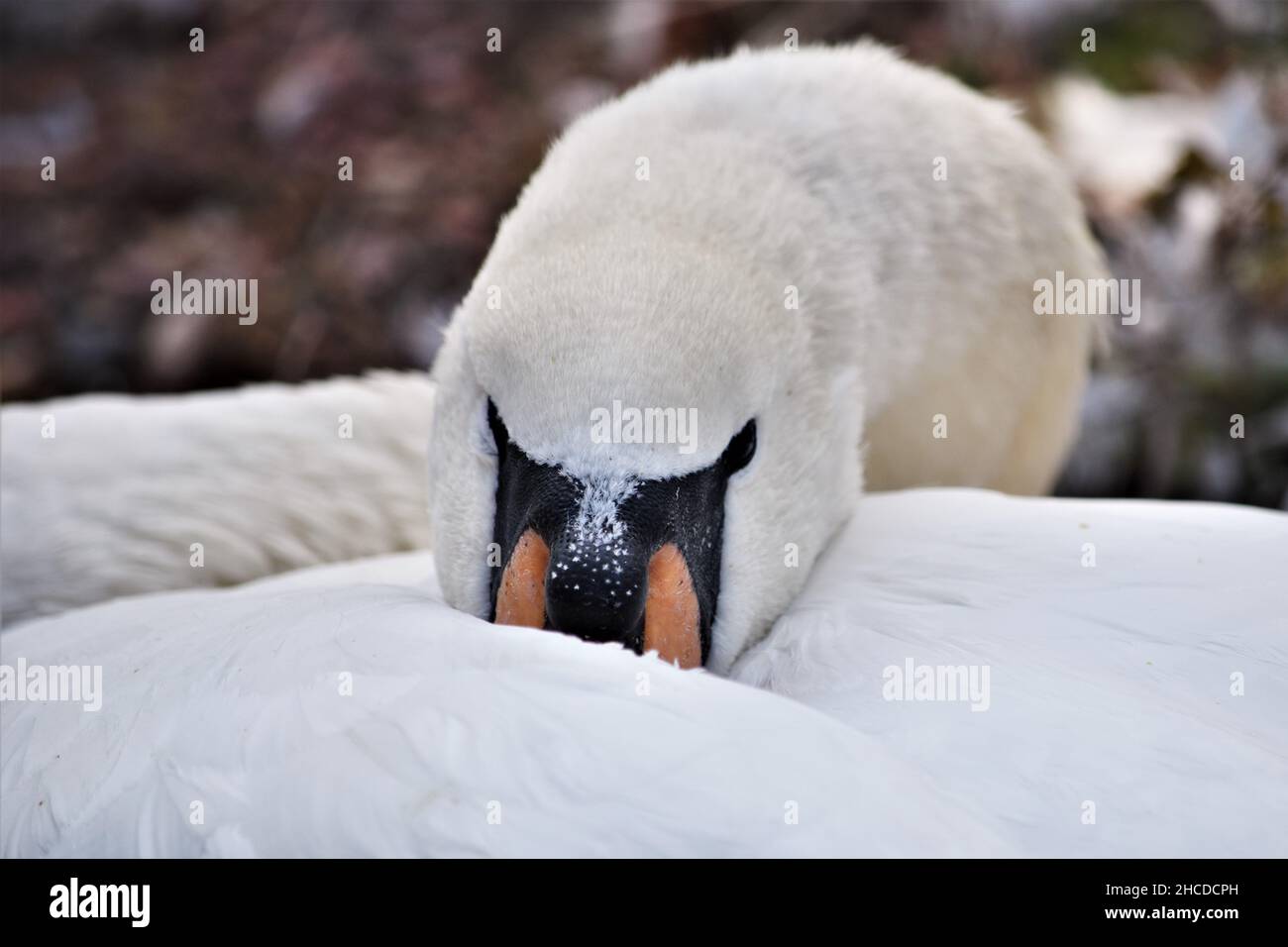 Mute Swan Nuzzled in lei piume Foto Stock