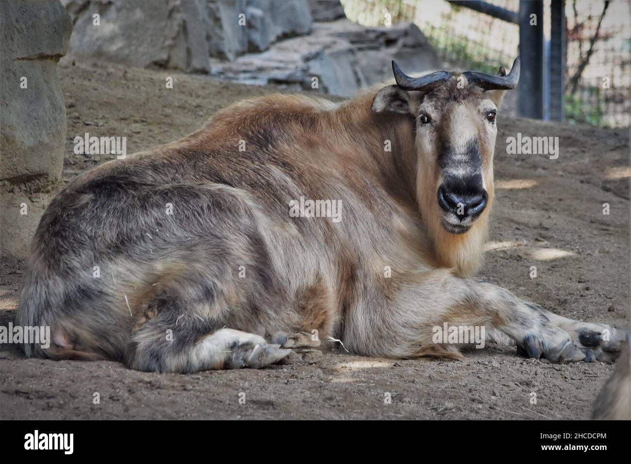 Sichuan Takin mentire e guardare Foto Stock