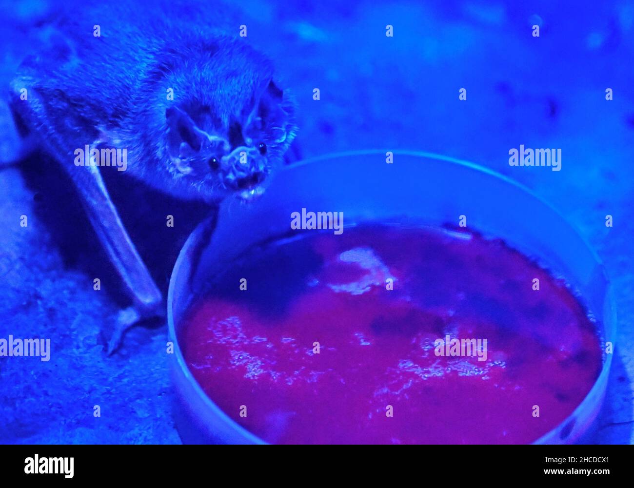Comune Vampire Bat Watching prossimo a ciotola di sangue Foto Stock
