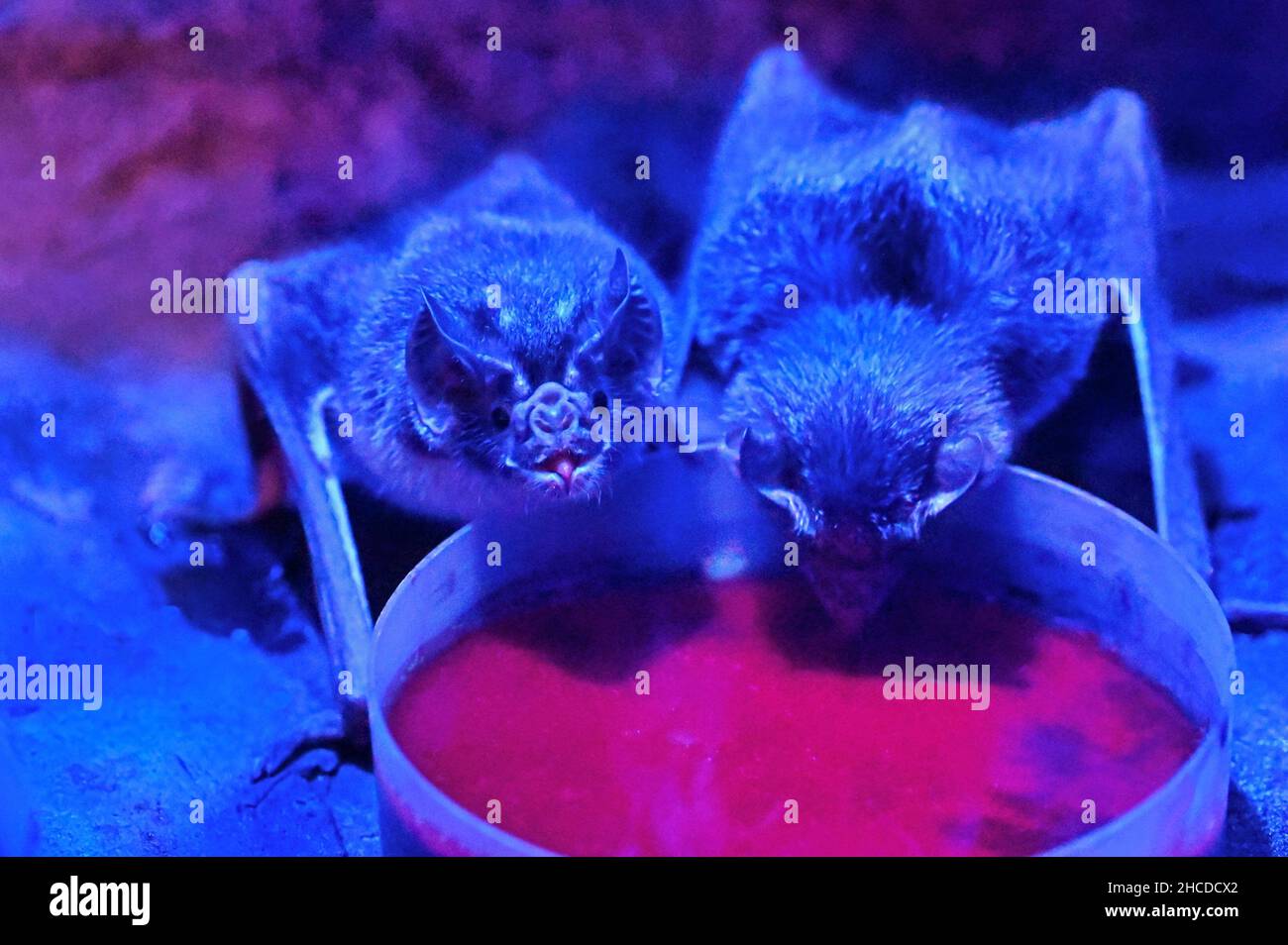 Comune Vampire Bat Pair accanto a ciotola di sangue Foto Stock