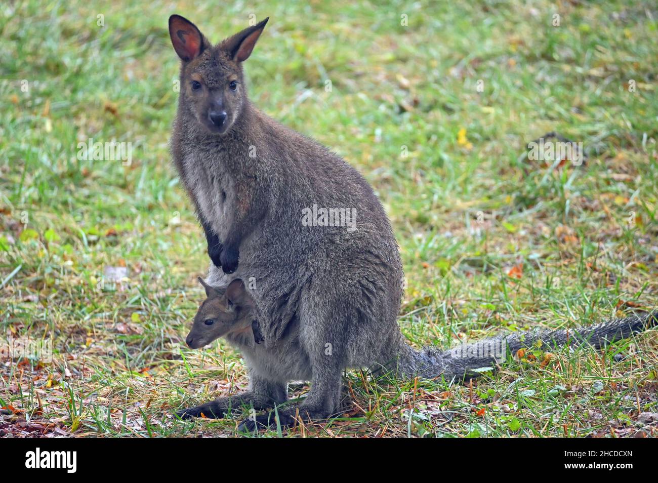 Madre wallaby di Bennett con Joey in Pouch Foto Stock