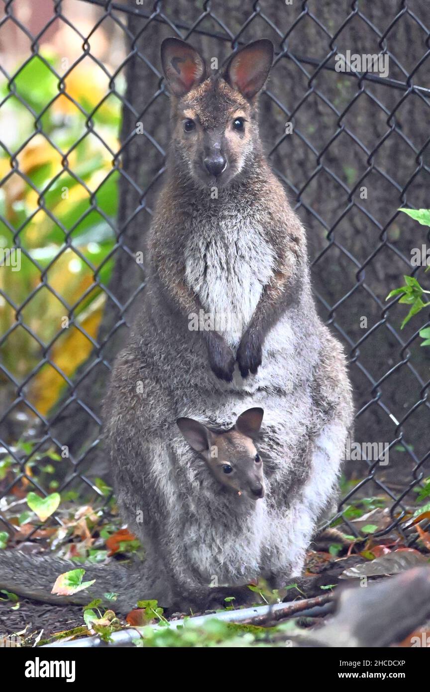 Madre wallaby di Bennett con Joey in Pouch Foto Stock