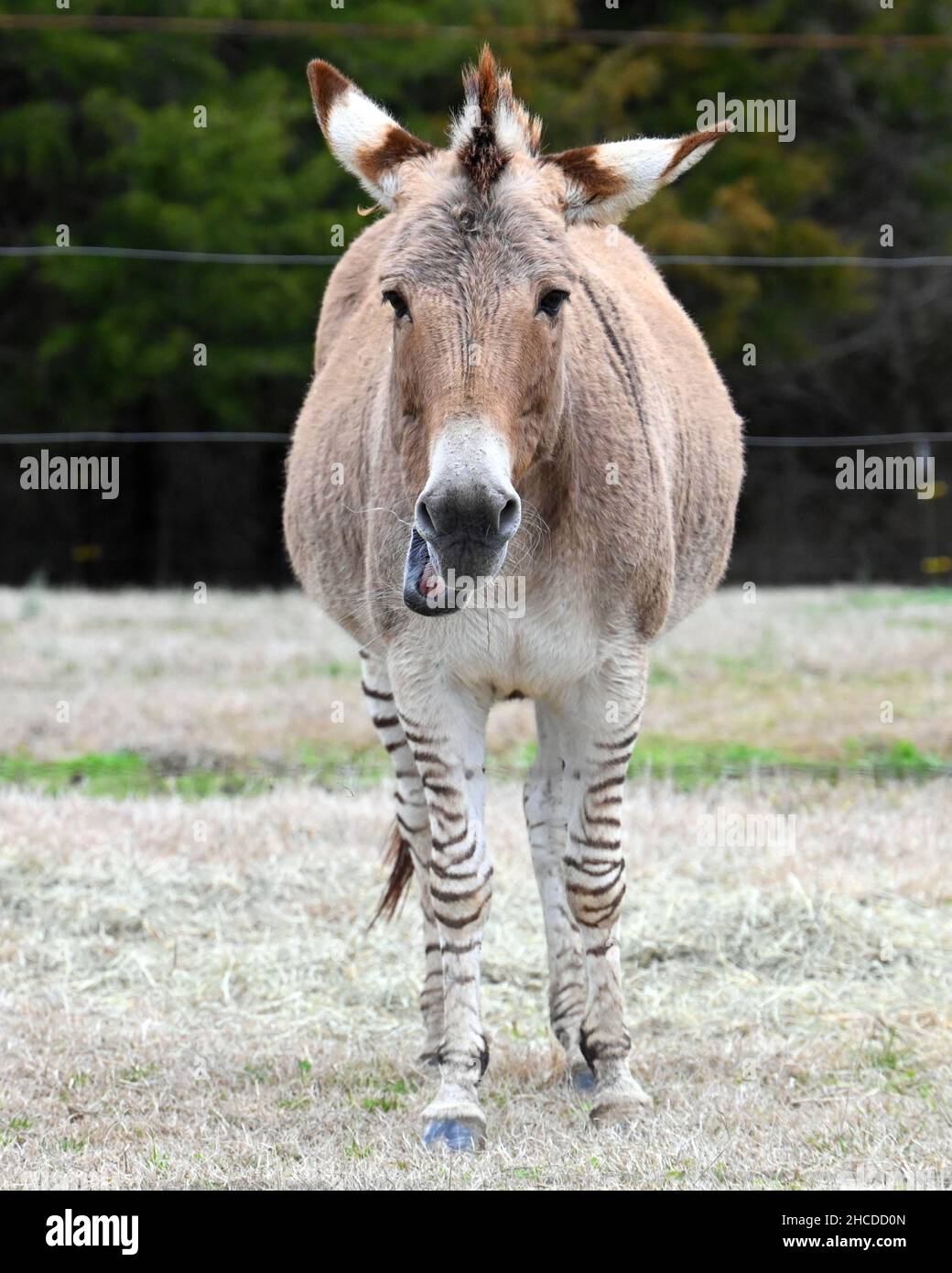 Zonkey Walking e guardare, primo piano Foto Stock