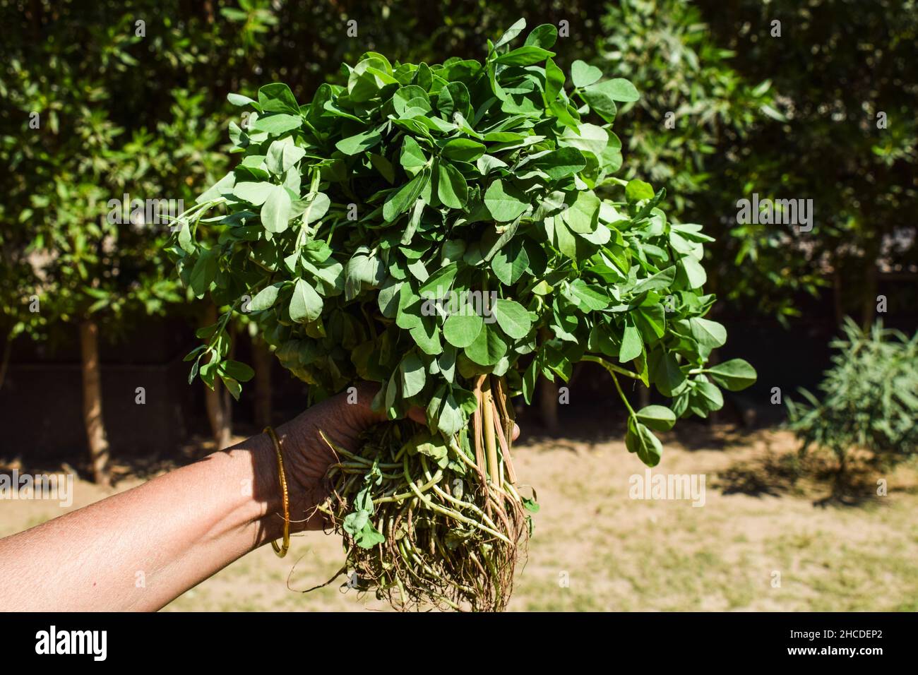 Fattoria fresco Fenugreek foglie mazzo in mano, Methi verde verdure a foglia con gambo e radice su sfondo esterno. Foto Stock