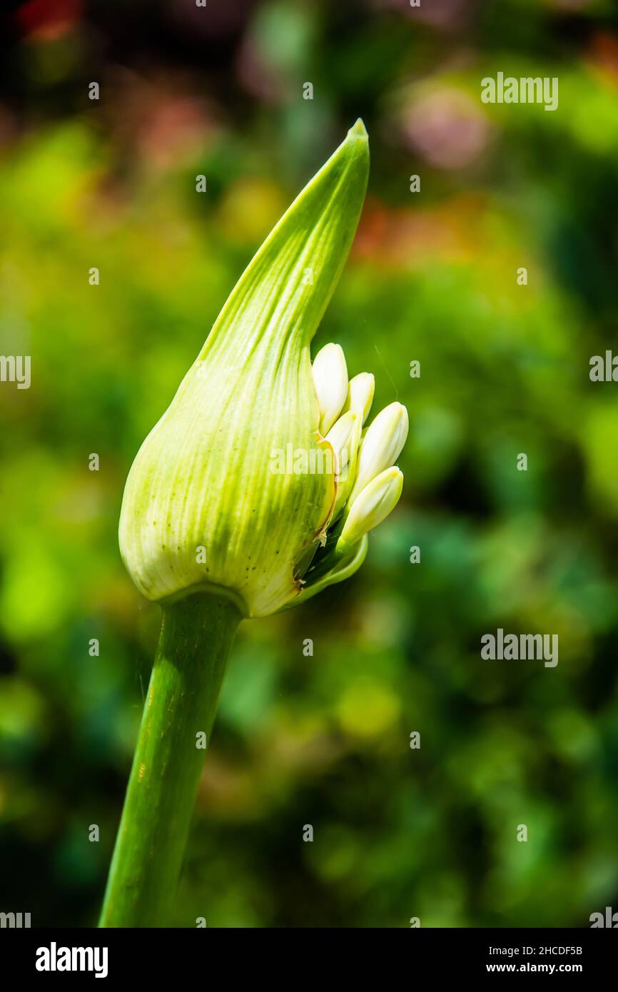 Primo piano di un'apertura bianca del germoglio di agapanthus. Foto Stock