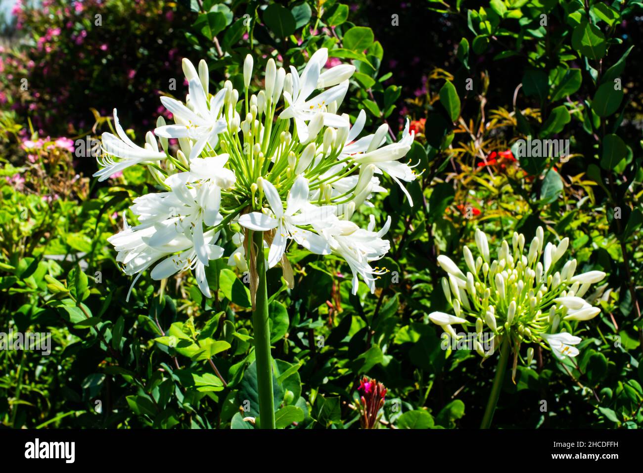 Primo piano di un Agapanthus bianco con fiori aperti. Foto Stock