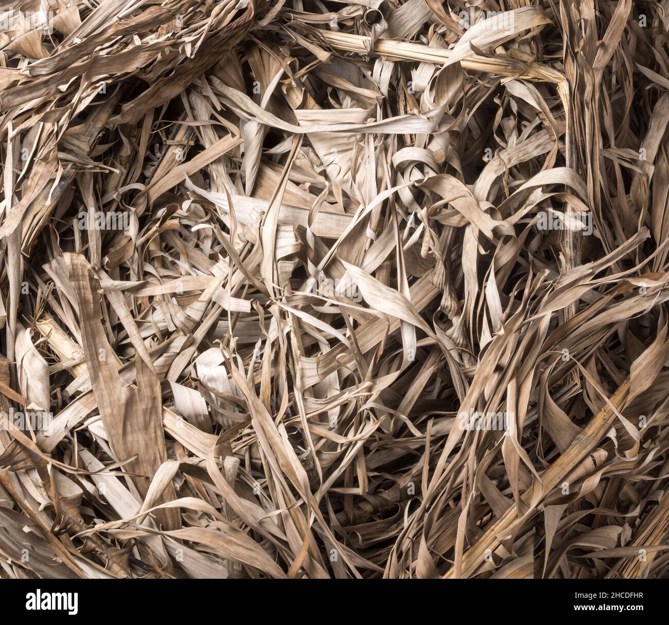 banana albero secco lascia sfondo, marrone chiaro superficie sfondo naturale, astratto preso dall'alto Foto Stock