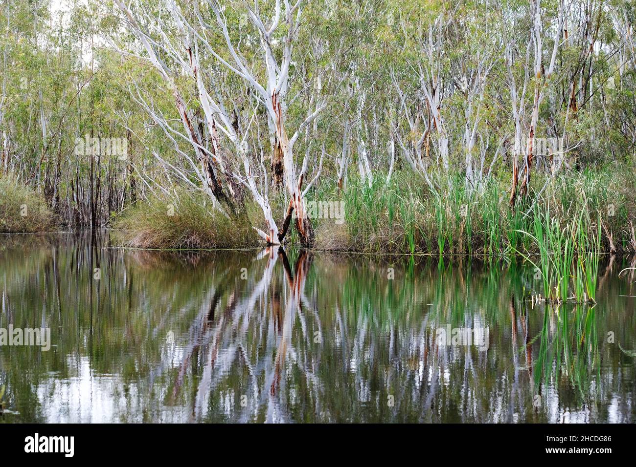 Il Banrock Station Wetlands, nella regione di Riverland del South Australia, è un vigneto che produce vini sostenibili e certificati dal punto di vista ambientale Foto Stock