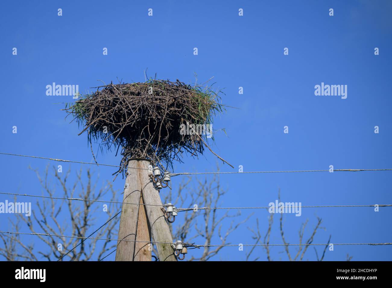 Foto con messa a fuoco selettiva. La cicogna bianca nidifica sul polo elettrico. Foto Stock