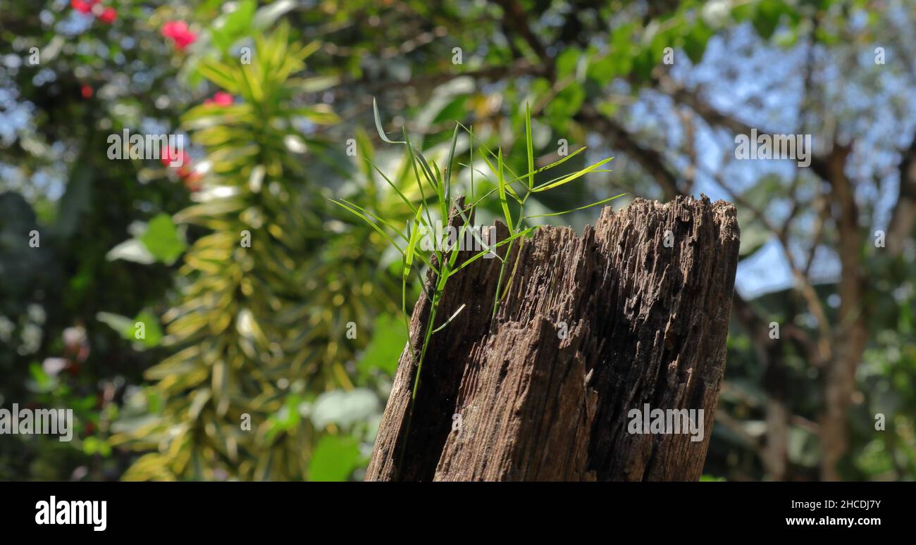 Un Asparagus racemosus pianta selvatica che cresce sopra un tronco di legno deteriorante Foto Stock