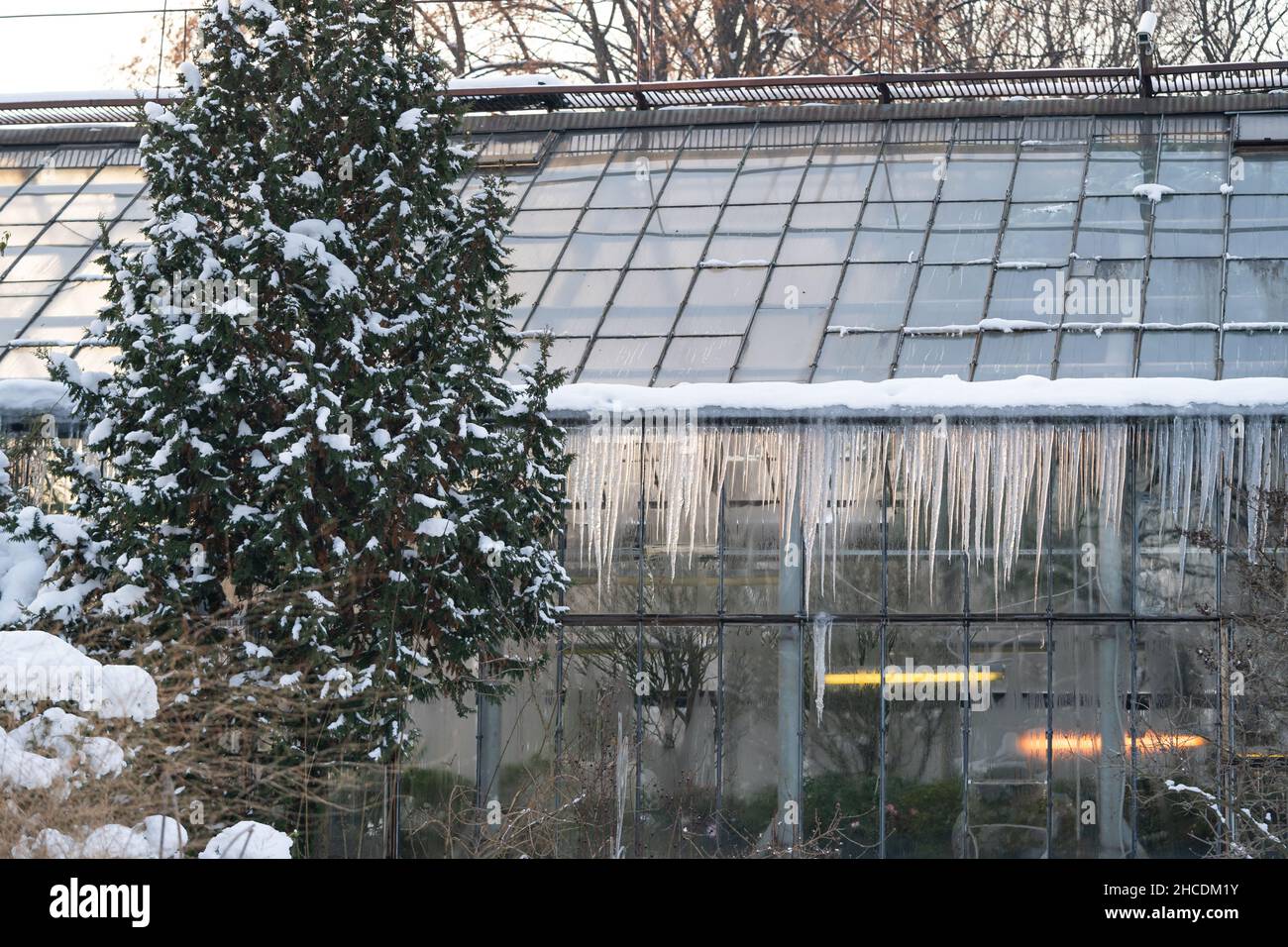 Serra con ghiaccioli appesi al tetto nel bellissimo giardino botanico d'inverno in una fredda giornata gelata Foto Stock