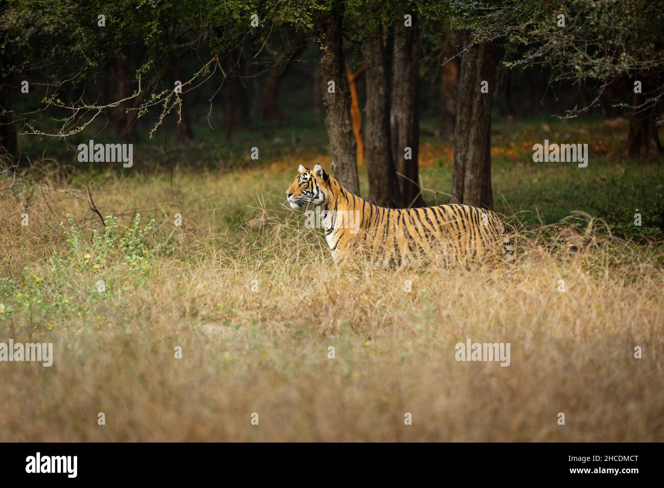 Tigre indiana nel parco nazionale con contatto visivo e piedi cubs Foto Stock