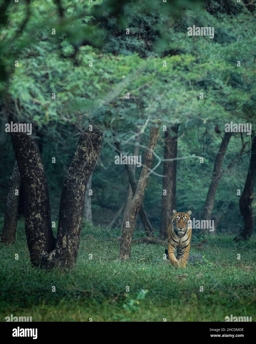 Tigre indiana nel parco nazionale con contatto visivo e piedi cubs Foto Stock