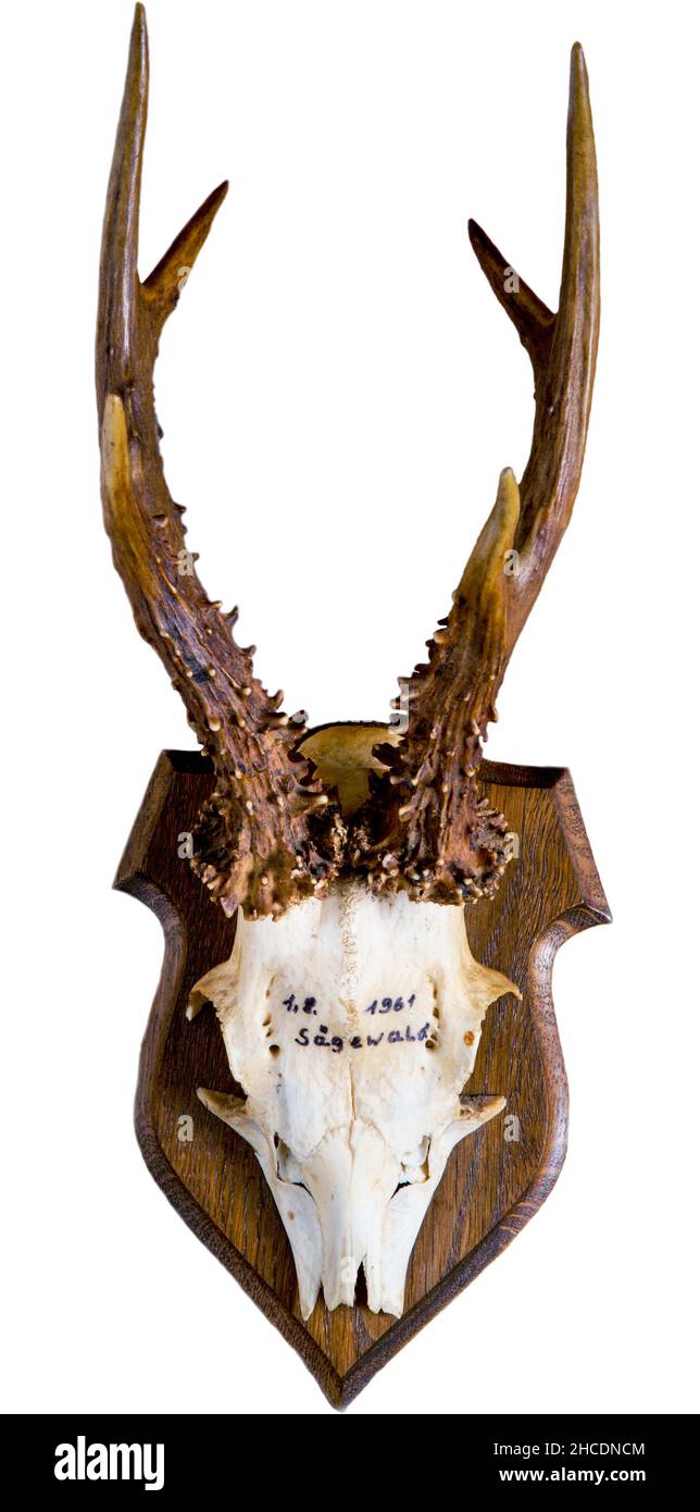 un trofeo di buck di capra su tavola di legno Foto Stock