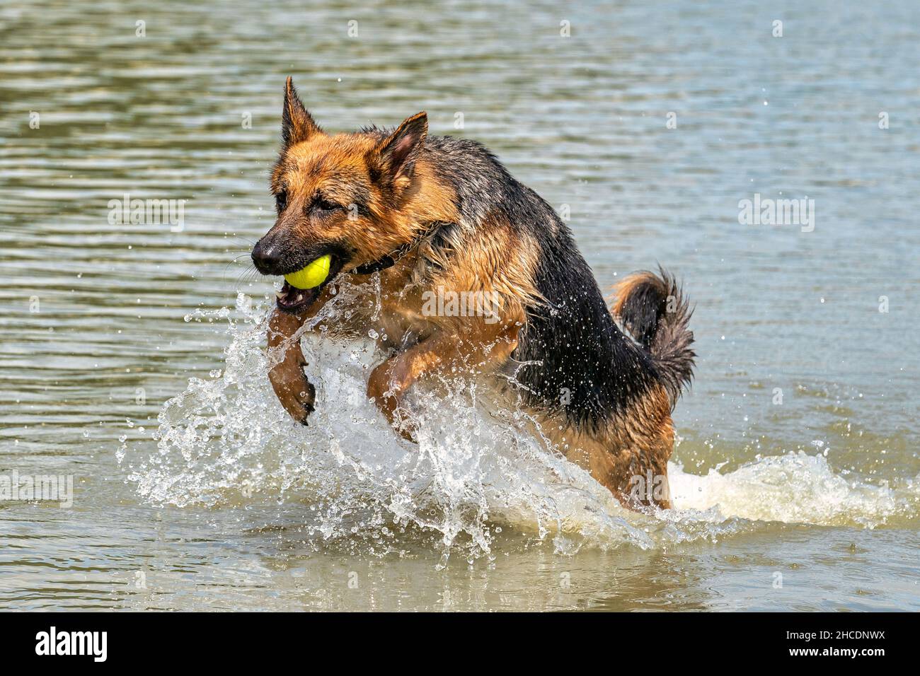 Giovane pastore tedesco felice, salta in acqua con grande spruzzi. Il cane spruzza e salta felicemente nel lago. Palla da tennis gialla in bocca Foto Stock