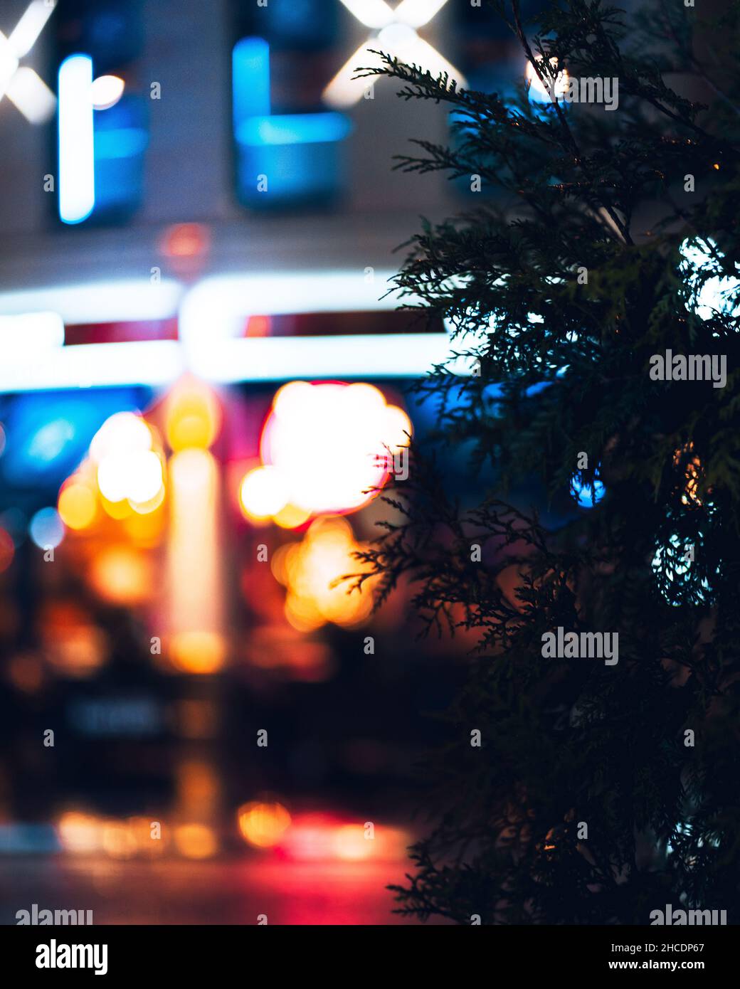 Primo piano di rami di pino e luci di strada sfocate sullo sfondo Foto Stock