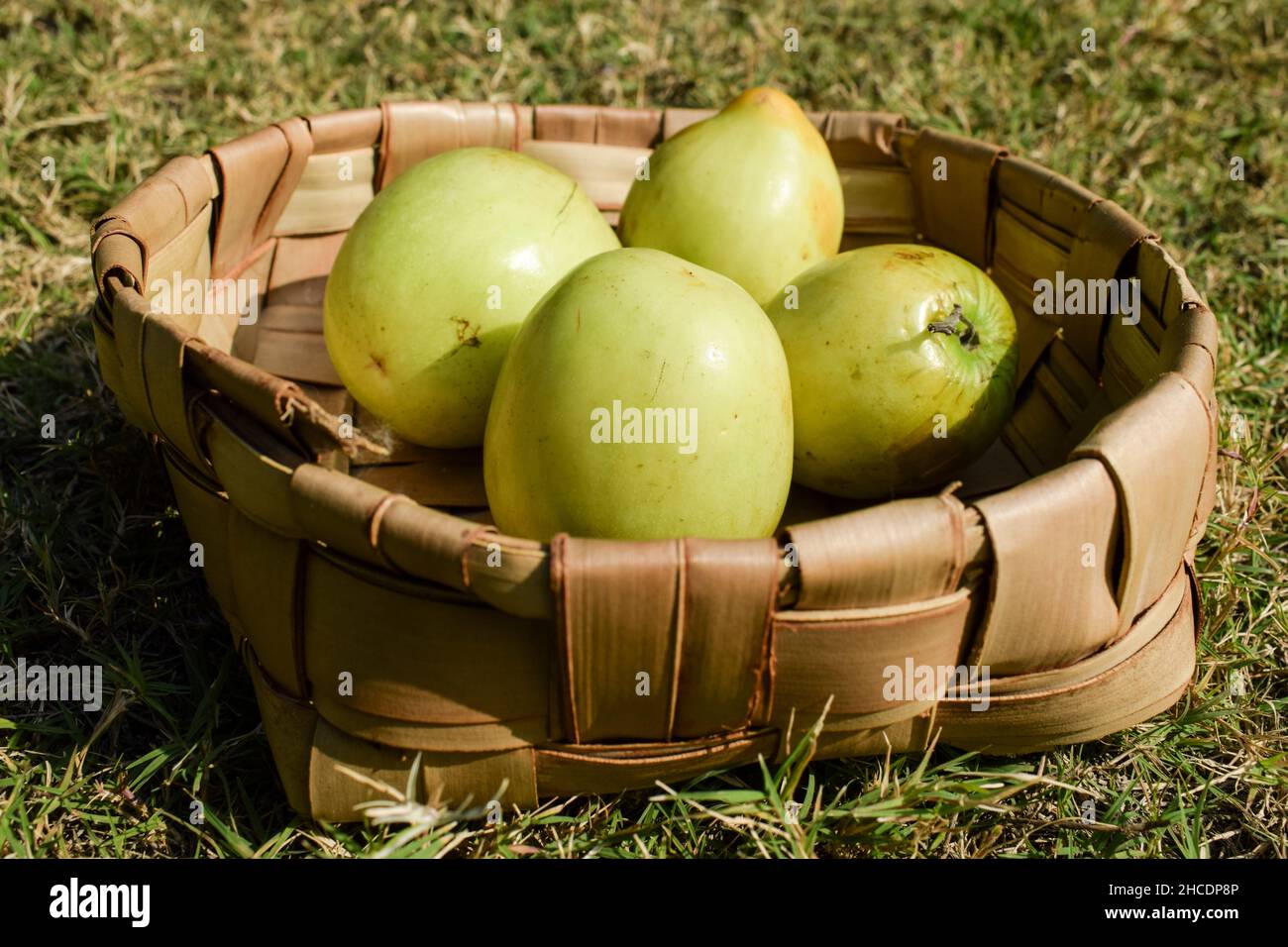 Frutta indiana fresca e biologica chiamata Jujube verde o jujube mela o mela Ber. Verde indiano jujuba prugne basket borano in erba fattoria all'aperto saccheggiato Foto Stock