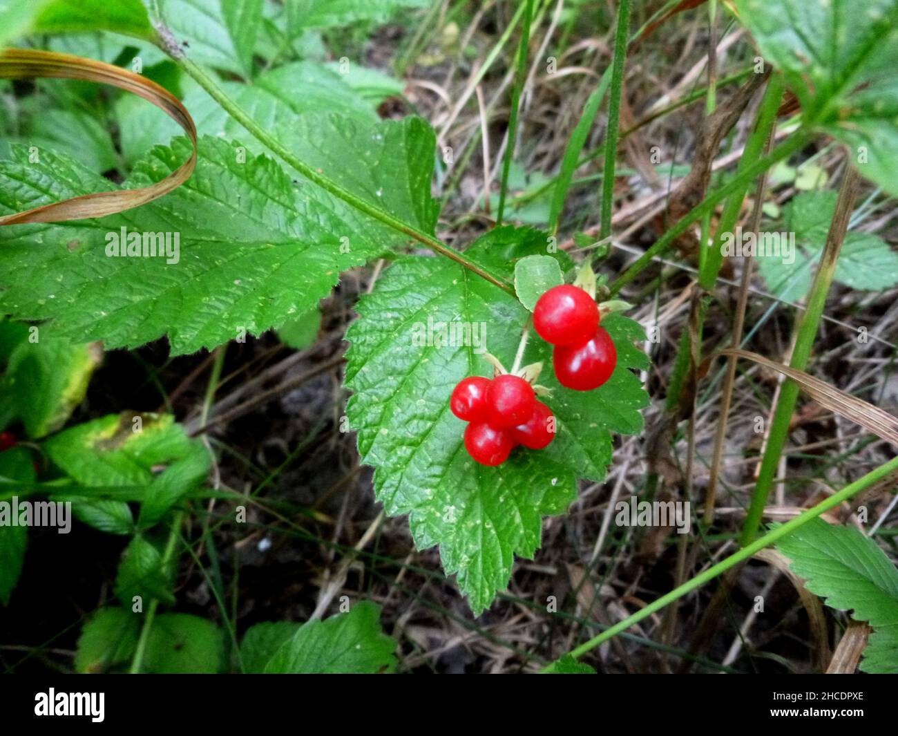 Rubus saxatilis o Stone Bramble. Bacche rosse mature trasparenti di pietra Bramble in fogliame verde succosa alla luce del sole nella foresta in una giornata estiva. Foto Stock