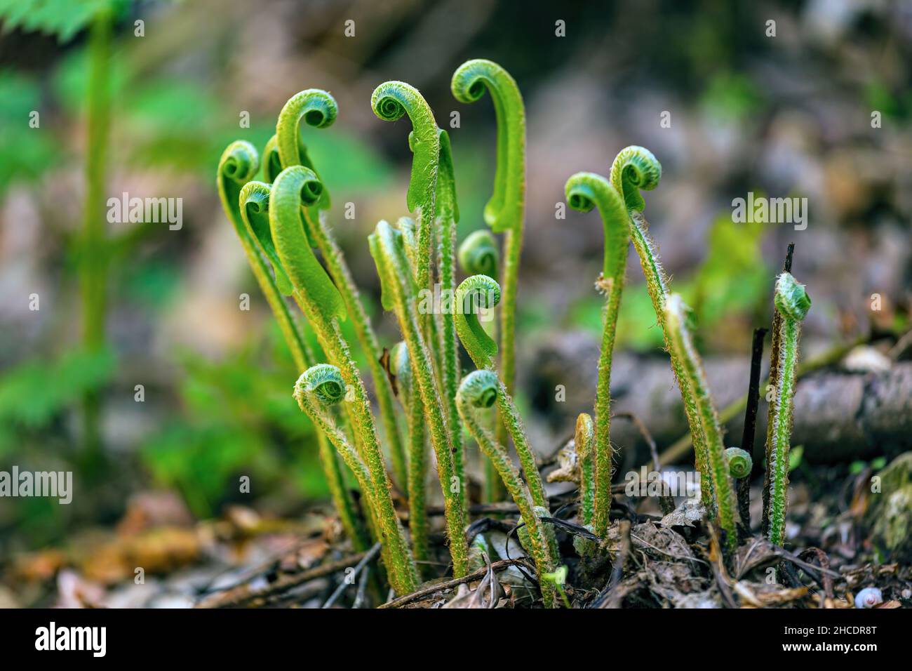 La felce europea di arpene-lingua (Asplenium scologendrium/ Phyllitis scologendrium), sviluppo delle foglie in primavera. Foto scattata il 24th di Aprile 2021 in CH Foto Stock