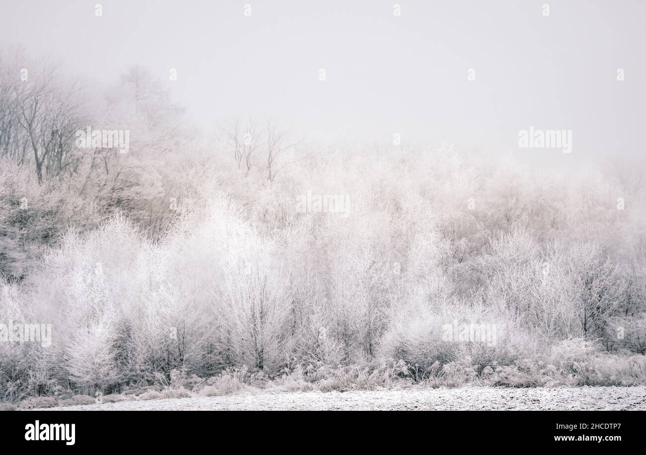 Paesaggio invernale freddo di alberi di foresta coperti di rime Foto Stock