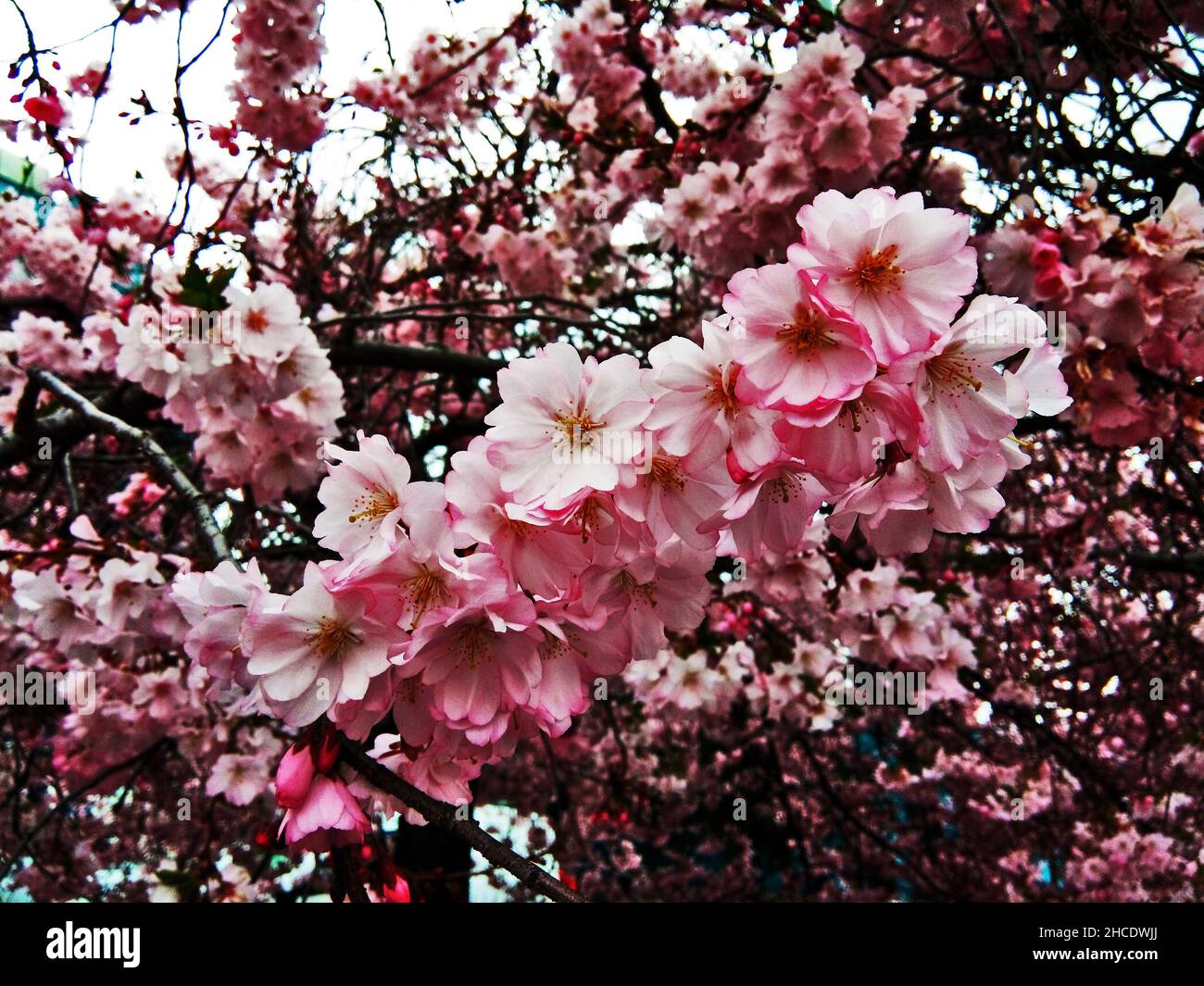 Bellissimo albero fiorito a Baia Mare Foto Stock