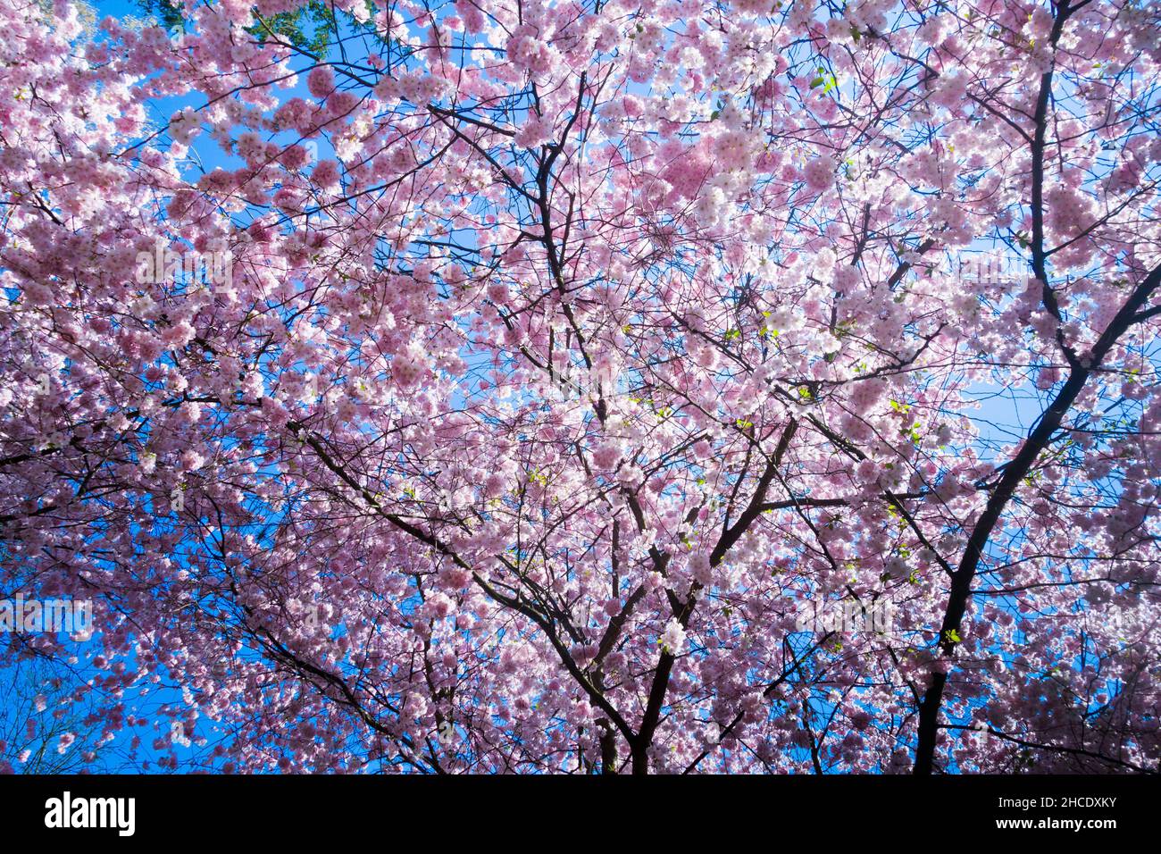 primavera sfondo floreale con ciliegio rosa in fiore e cielo Foto Stock