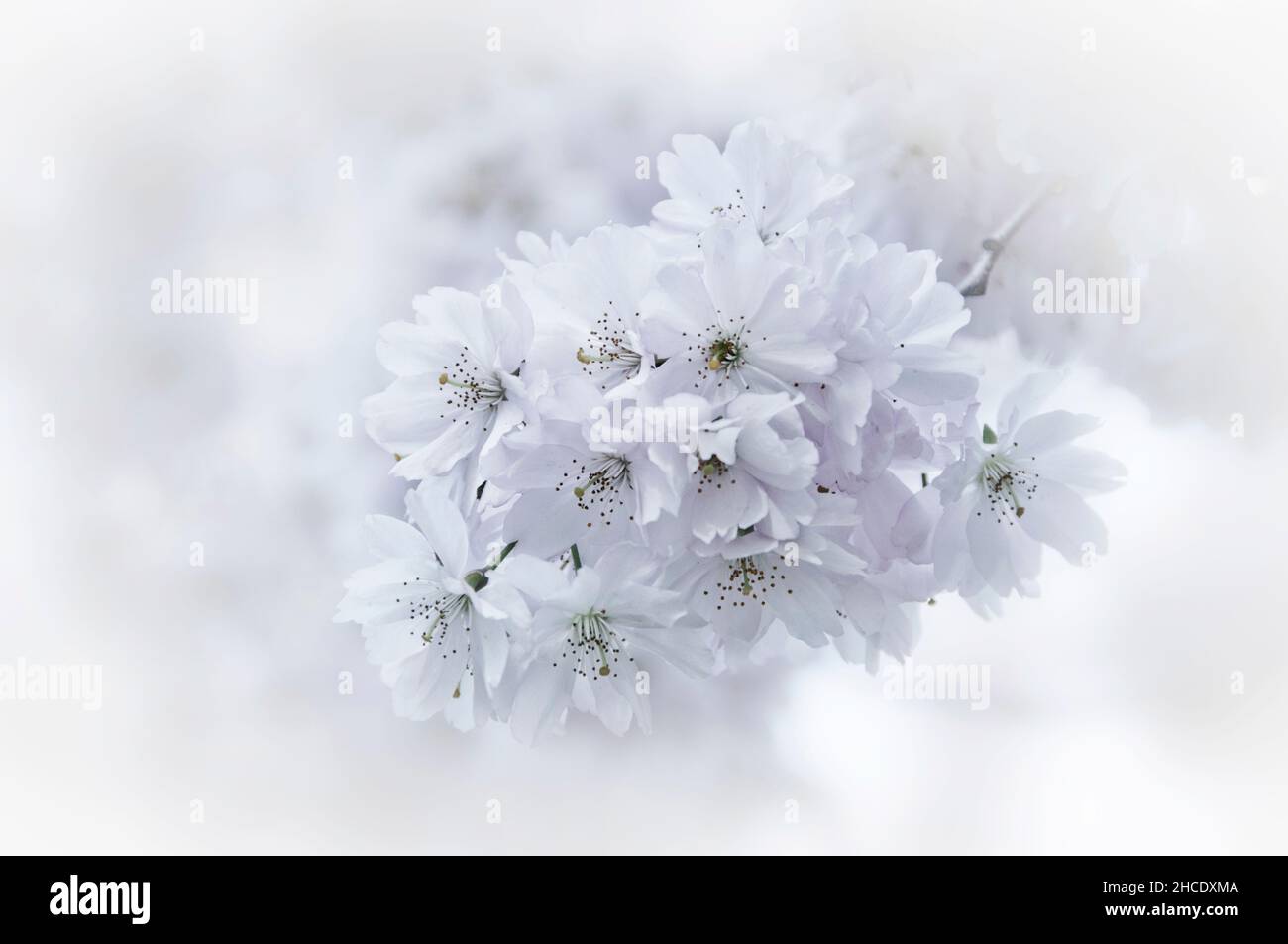 fiori di ciliegio bianco, arte da parete Foto Stock