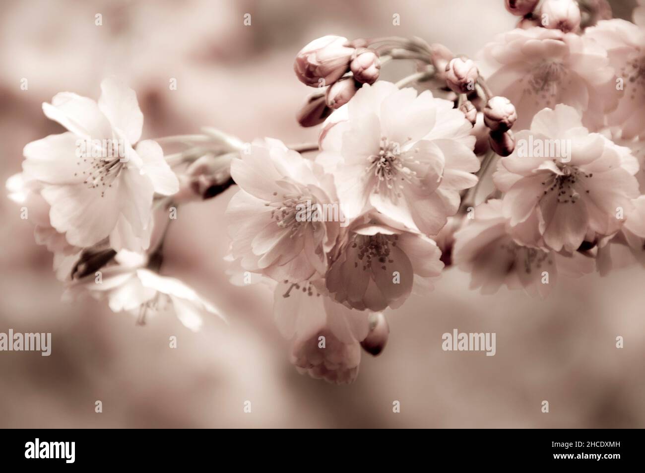 fiori di ciliegio bianco, arte da parete Foto Stock