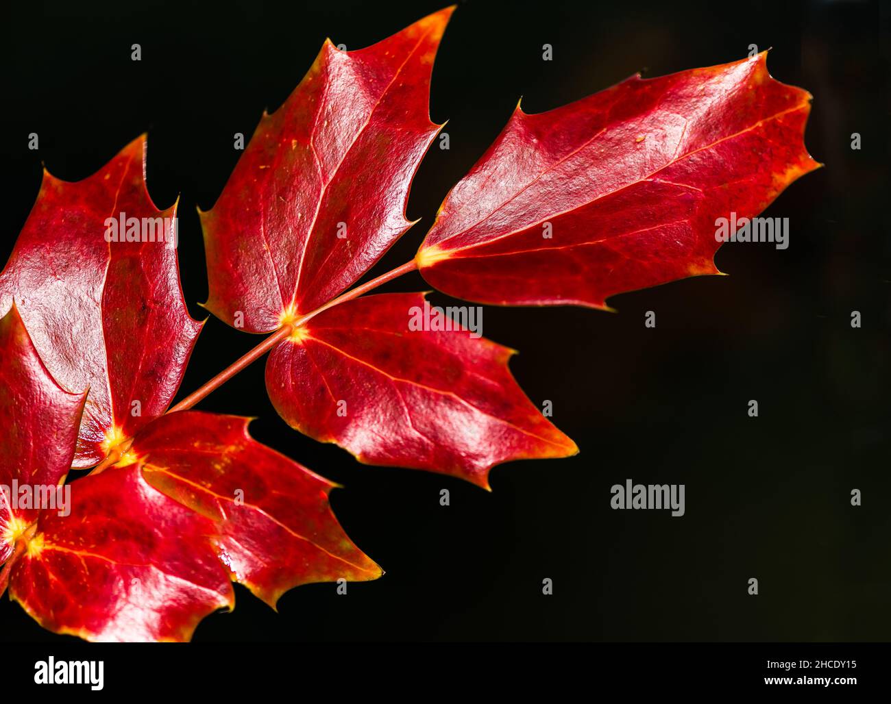 Mahonia Japonica Bealei cresce in un Giardino privato del Regno Unito. Foto Stock