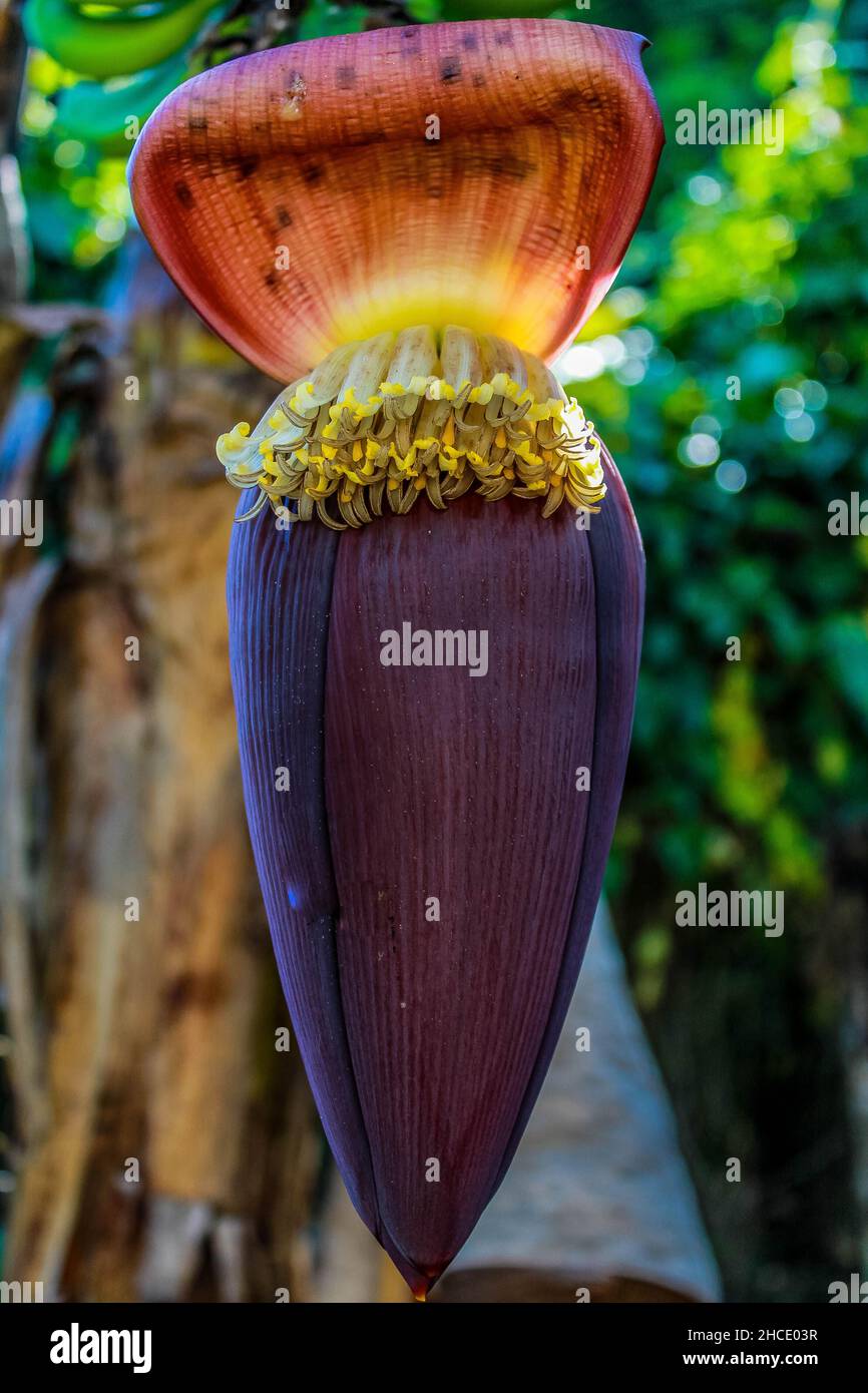 Closeup verticale dell'infiorescenza del frutto della banana. Foto Stock