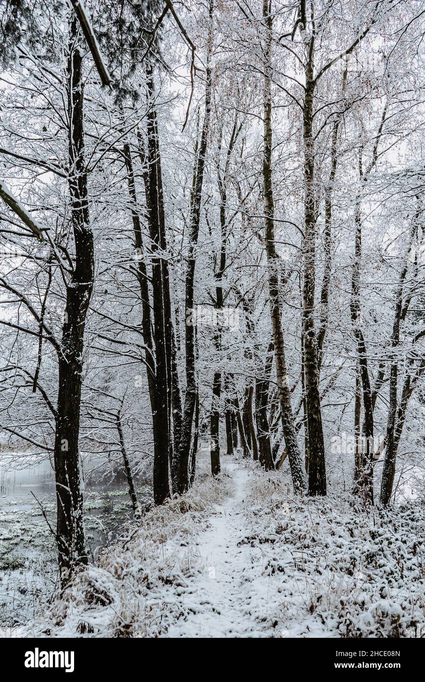 Sentiero nella foresta con neve.First fresca neve.Beautiful silenzio mattina, tranquillità, nessuno.neve coperti alberi.Magical inverno paesaggio.percorso tra neve Foto Stock