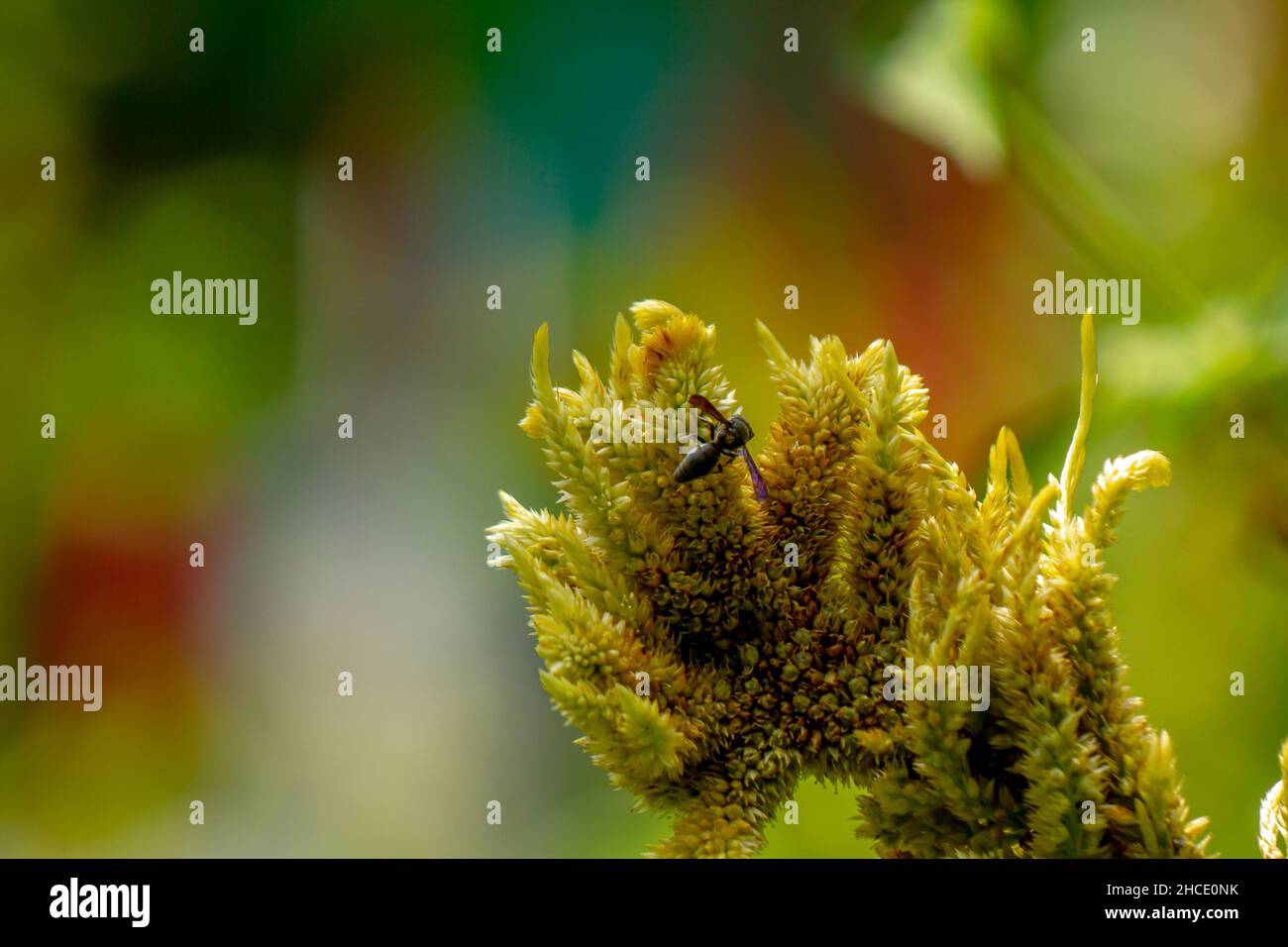 Una vespa nera di aringa alla ricerca di cibo tra fiori di celosia giallo pallido, concetto di natura Foto Stock