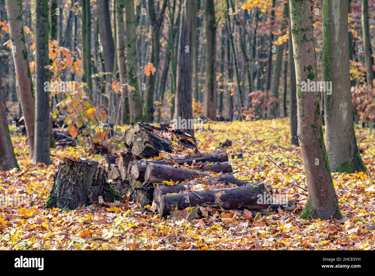 Pila di pezzi di legno tritati nel mezzo di una foresta con foglie secche cadute sul terreno in caduta Foto Stock