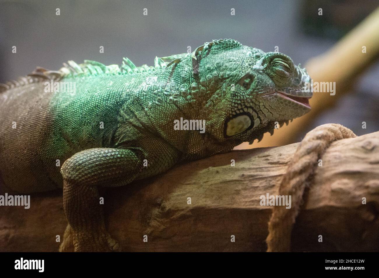 Acquario di Cattolica, Chameleon, Emilia Romagna, Italia, Europa Foto Stock