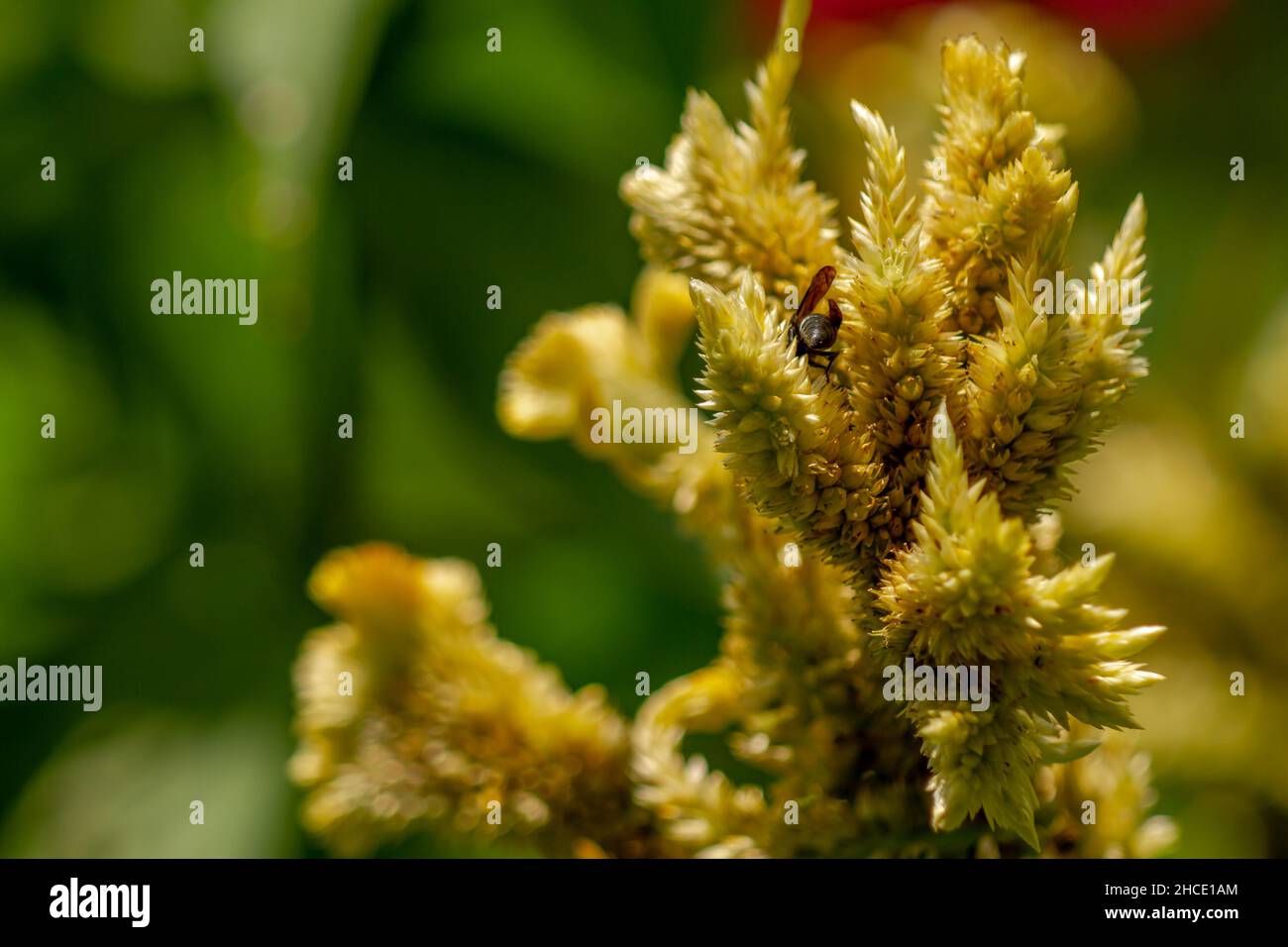 Una vespa nera di aringa alla ricerca di cibo tra fiori di celosia giallo pallido, concetto di natura Foto Stock