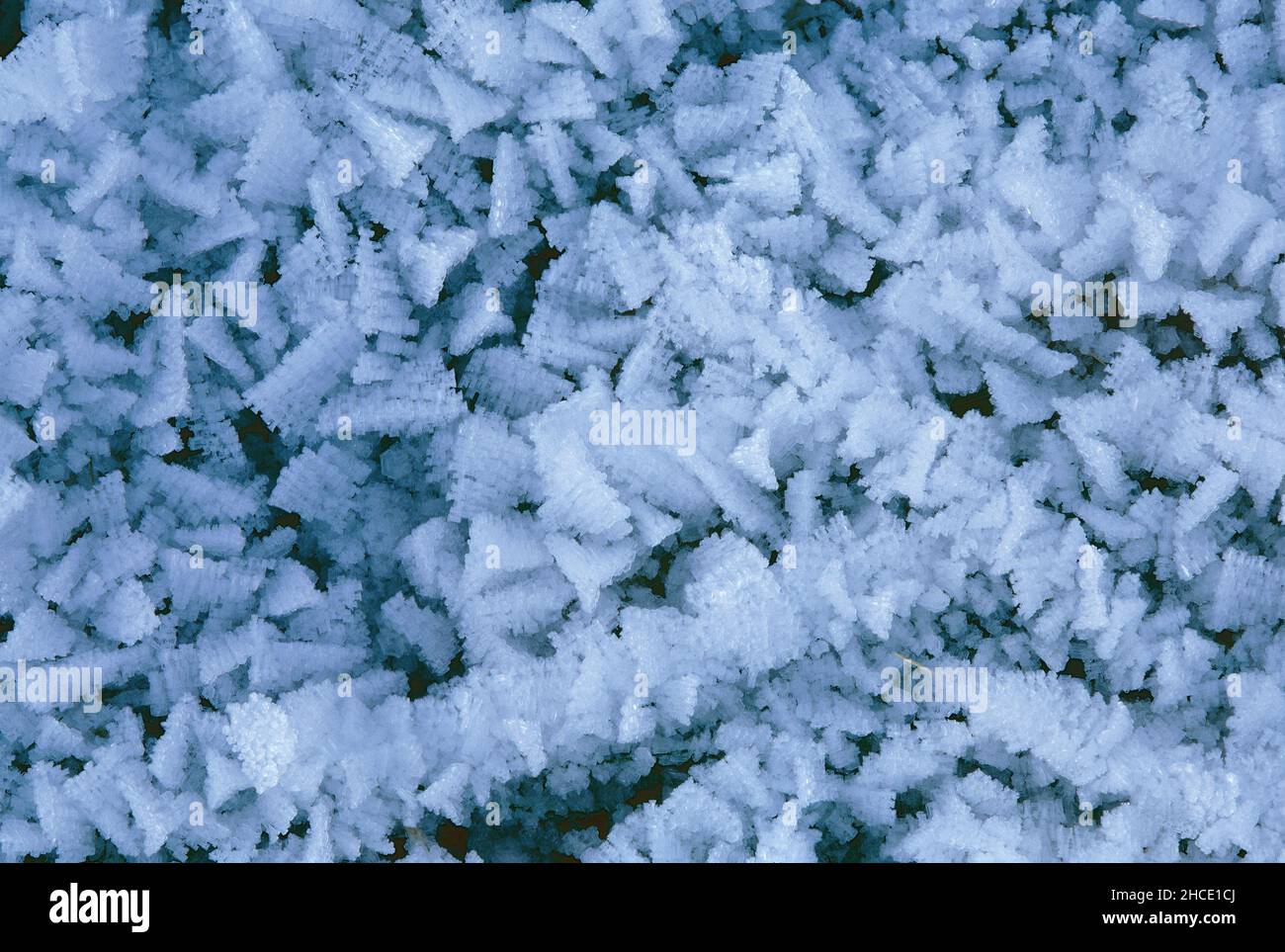 cristalli di ghiaccio formati su steli di erba Foto Stock
