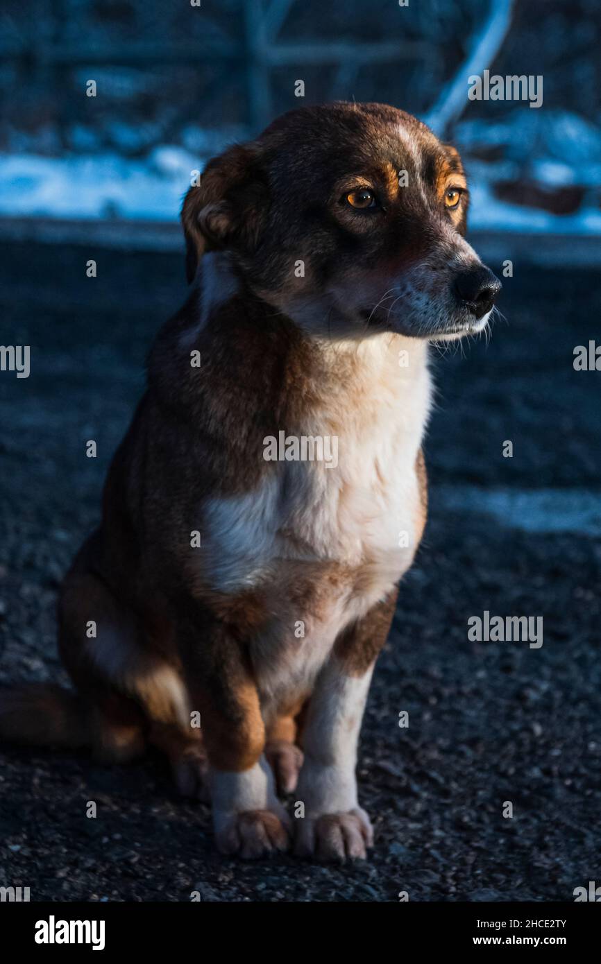 Cane randagio seduto sulla strada. La luce illumina il viso e l'occhio. Occhio marrone arancione. Adottare cucciolo senza casa, cane. Foto Stock
