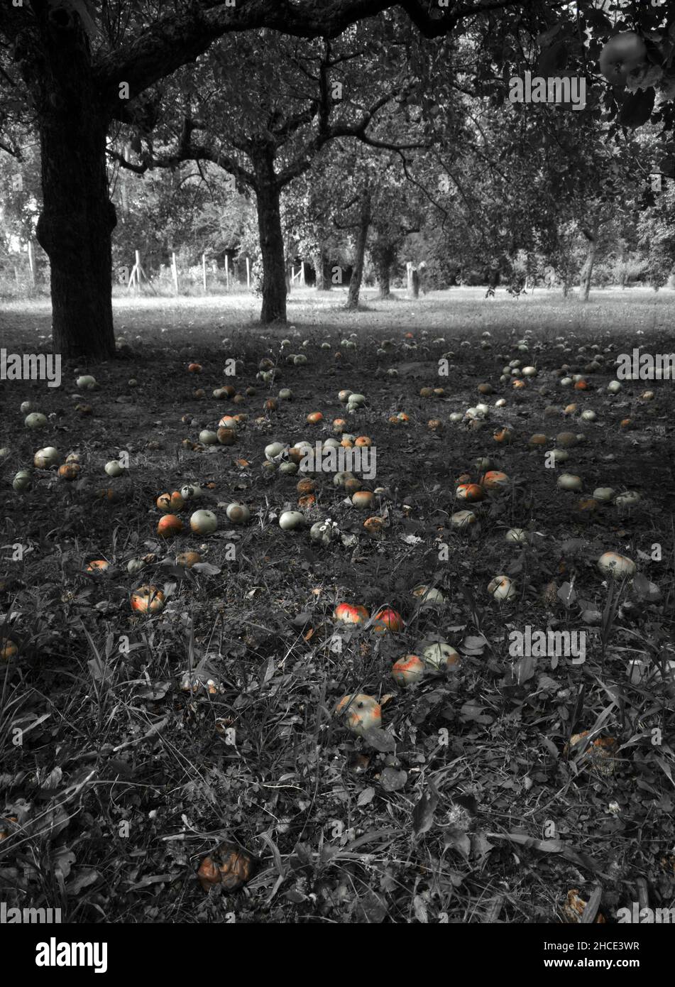 Raccolto perso. Nel giardino cadde a terra delle mele troppo mature. Foto Stock